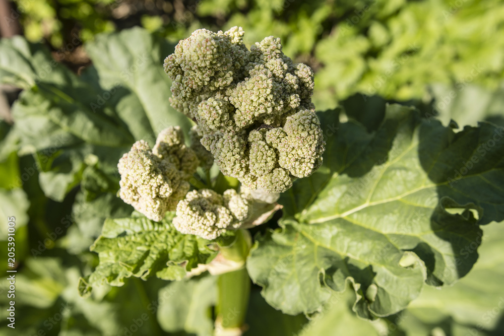 Blooms of rhubarb flowers with green stem and leaves. Blooms of rhubarb flowers with green stem and leaves.