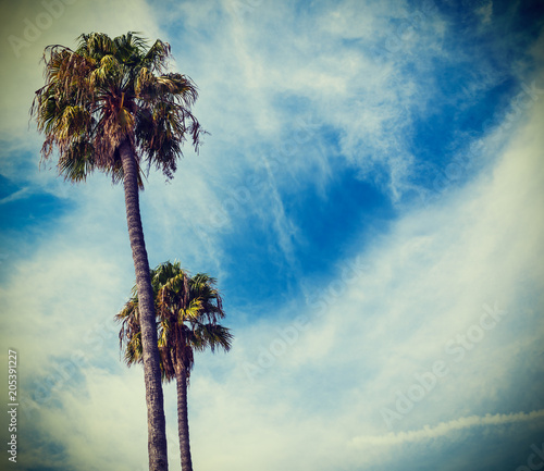 Palm tree under a cloudy sky in Santa Barbara