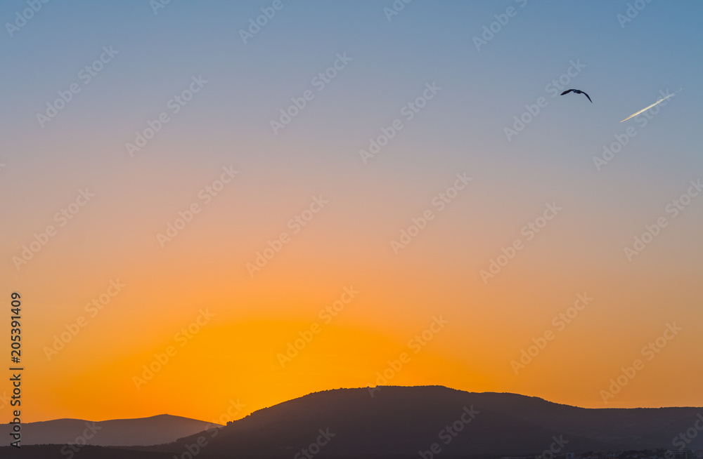 Seagull flying in a clear sky in Sardinia at sunset