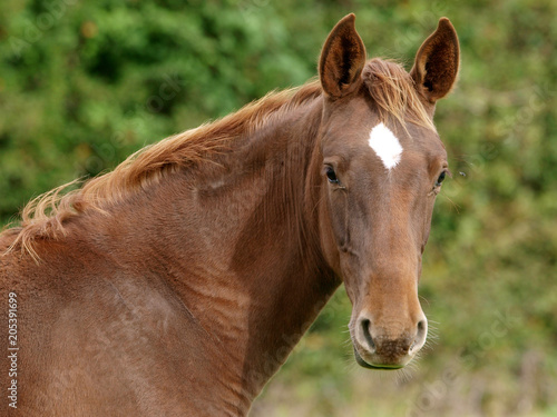 Foal Headshot