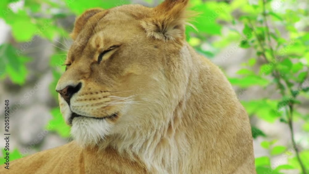 head of a beautiful lioness looking, close-up head of a beautiful lioness looking, close-up