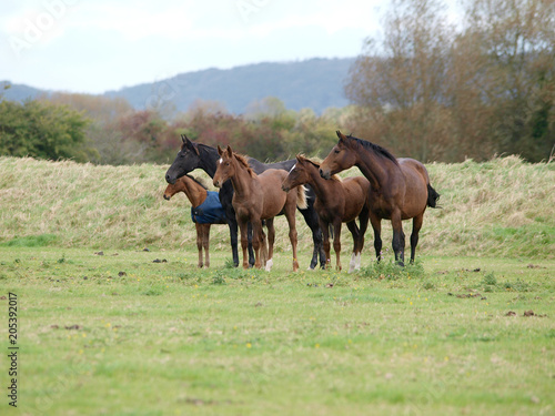 Herd of Horses