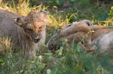 Cub and lioness playing