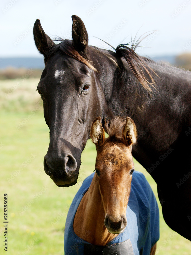 Obraz premium Mare and Foal