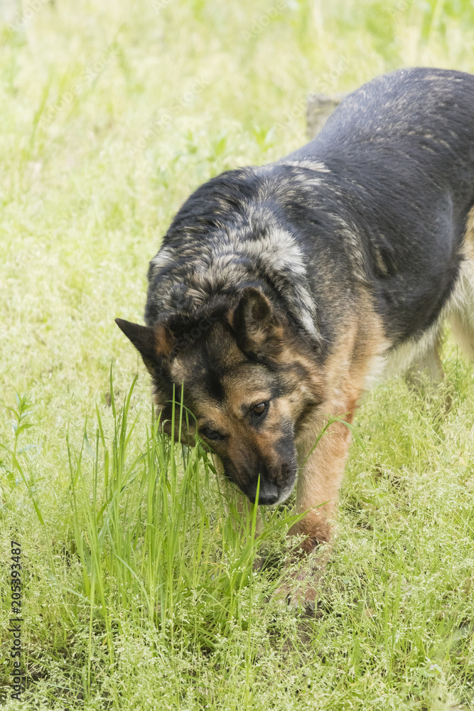 Adult German shepherd eating grass. Adult German shepherd eating grass.