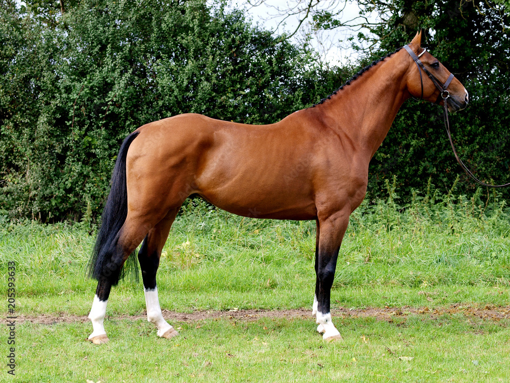 Obraz premium Beautiful Standing Horse