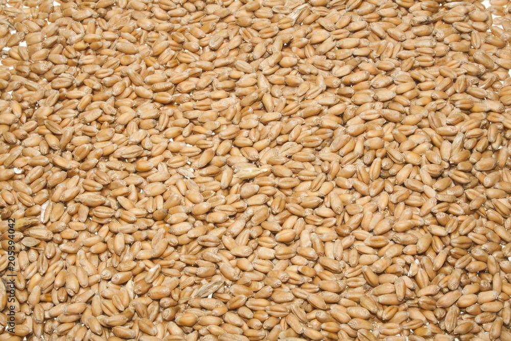 Fototapeta premium wheat isolated on white background