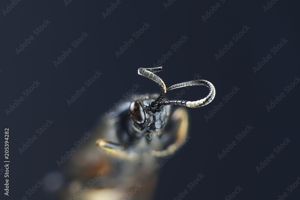 Parasitoid wasp (ichneumonid), a microscope image Stock Photo | Adobe Stock
