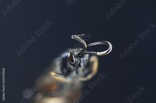 Parasitoid wasp (ichneumonid), a microscope image