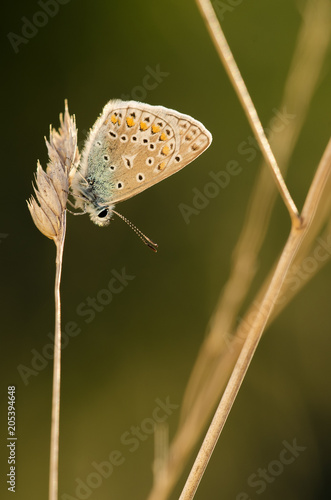 Wallpaper Mural Bläuling Torontodigital.ca