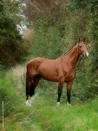 Beautiful Standing Horse