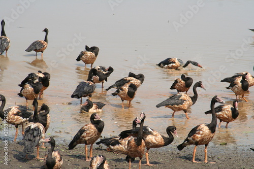 magpie gees in mamukala wetlands, northern territory, australia photo