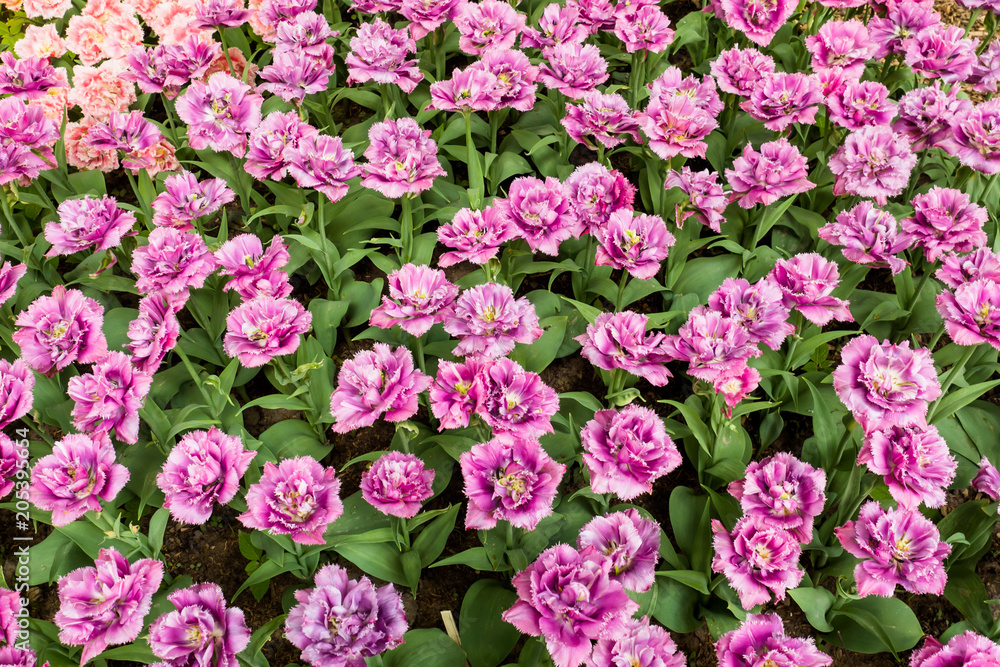 colorful tulips flowers blooming in a garden colorful tulips flowers blooming in a garden
