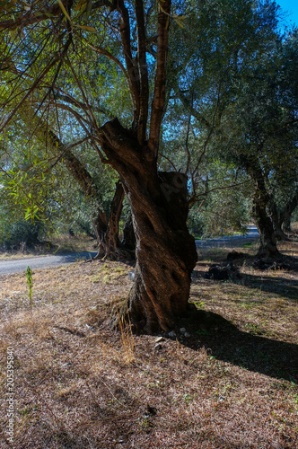 Olivenbäume auf Korfu