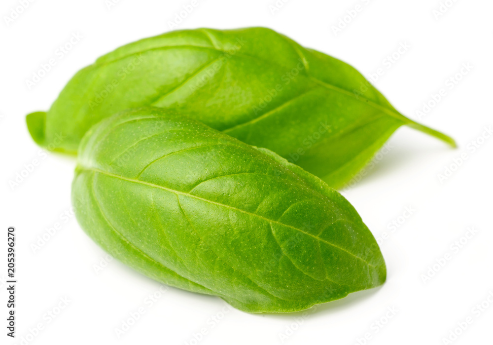 fresh herb, fresh basil leaves isolated on white fresh herb, fresh basil leaves isolated on white
