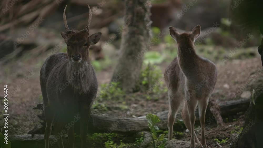 Slow motion shot of Sika deer (Cervus nippon) Slow motion shot of Sika deer (Cervus nippon)