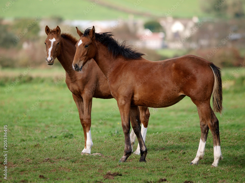 Fototapeta premium Two Pretty Foals