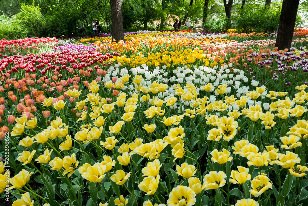 Colorful tulips flowers blooming in a garden Colorful tulips flowers blooming in a garden