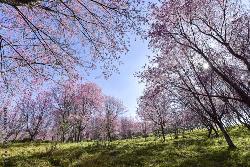 Japan autumn season ,cherry blossom Japan autumn season ,cherry blossom