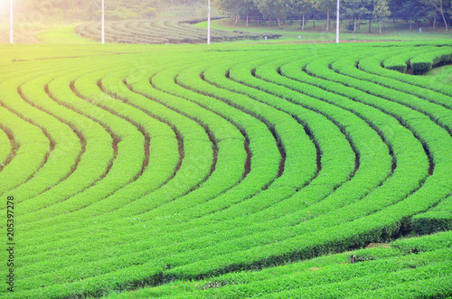 Fresh green tea plantation in Chiang-Rai, Thailand, agriculture and landscape concept, under sun light