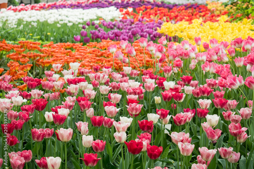 Colorful tulips flowers blooming in a garden Colorful tulips flowers blooming in a garden