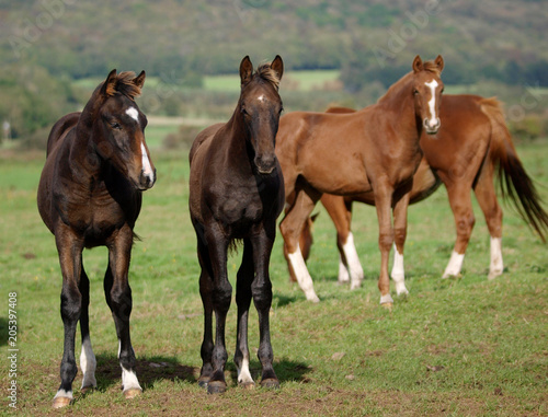 Group Of Foals