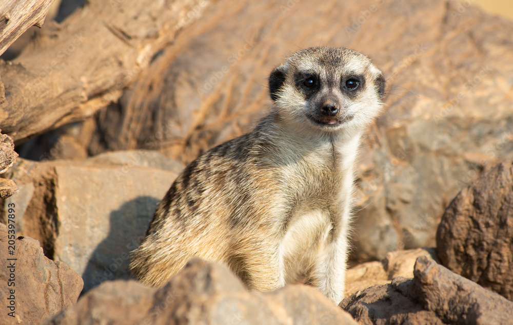 Fototapeta premium Meerkat
