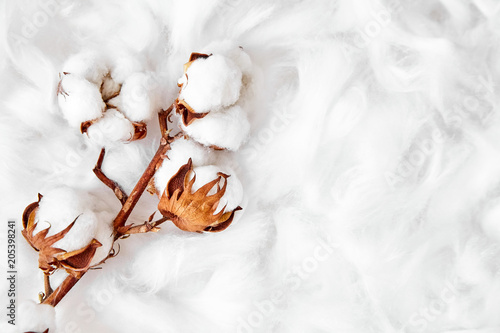 branch of white cotton flowers photo