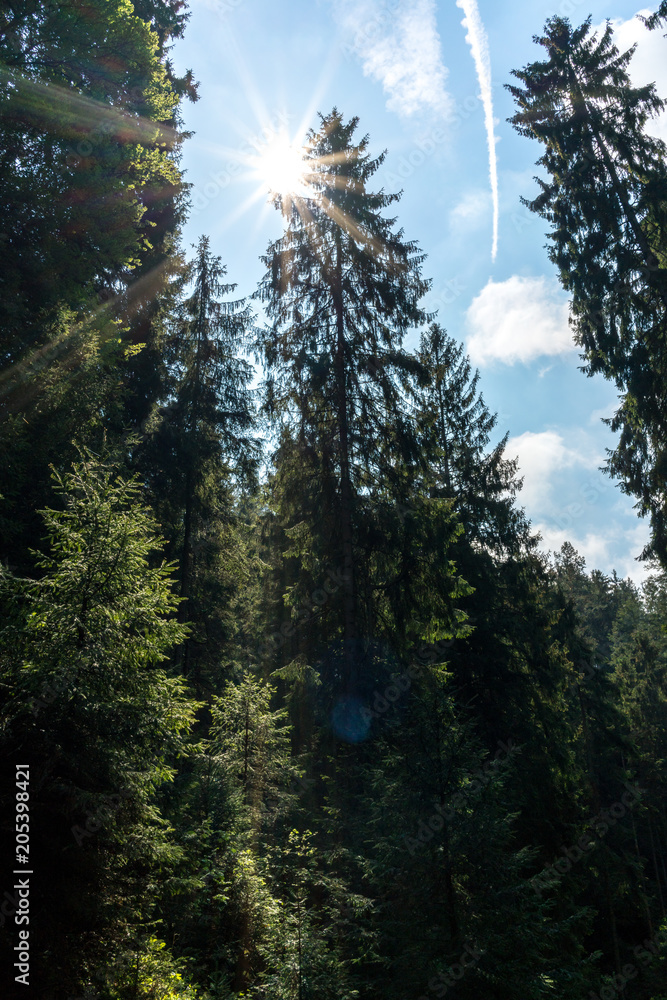 Travel destination Kirnitzschtal at the Saxon Switzerland in Germany Travel destination Kirnitzschtal at the Saxon Switzerland in Germany