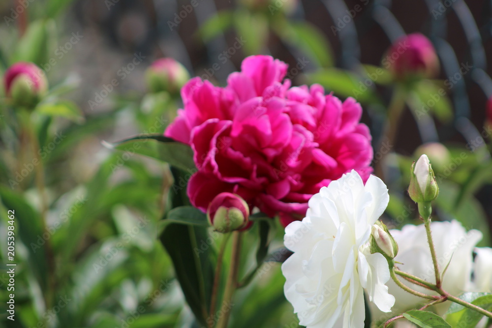 Fleurs Fleurs