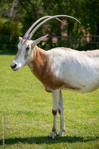 Oryx Algazelle Plan  te Sauvage Nantes France