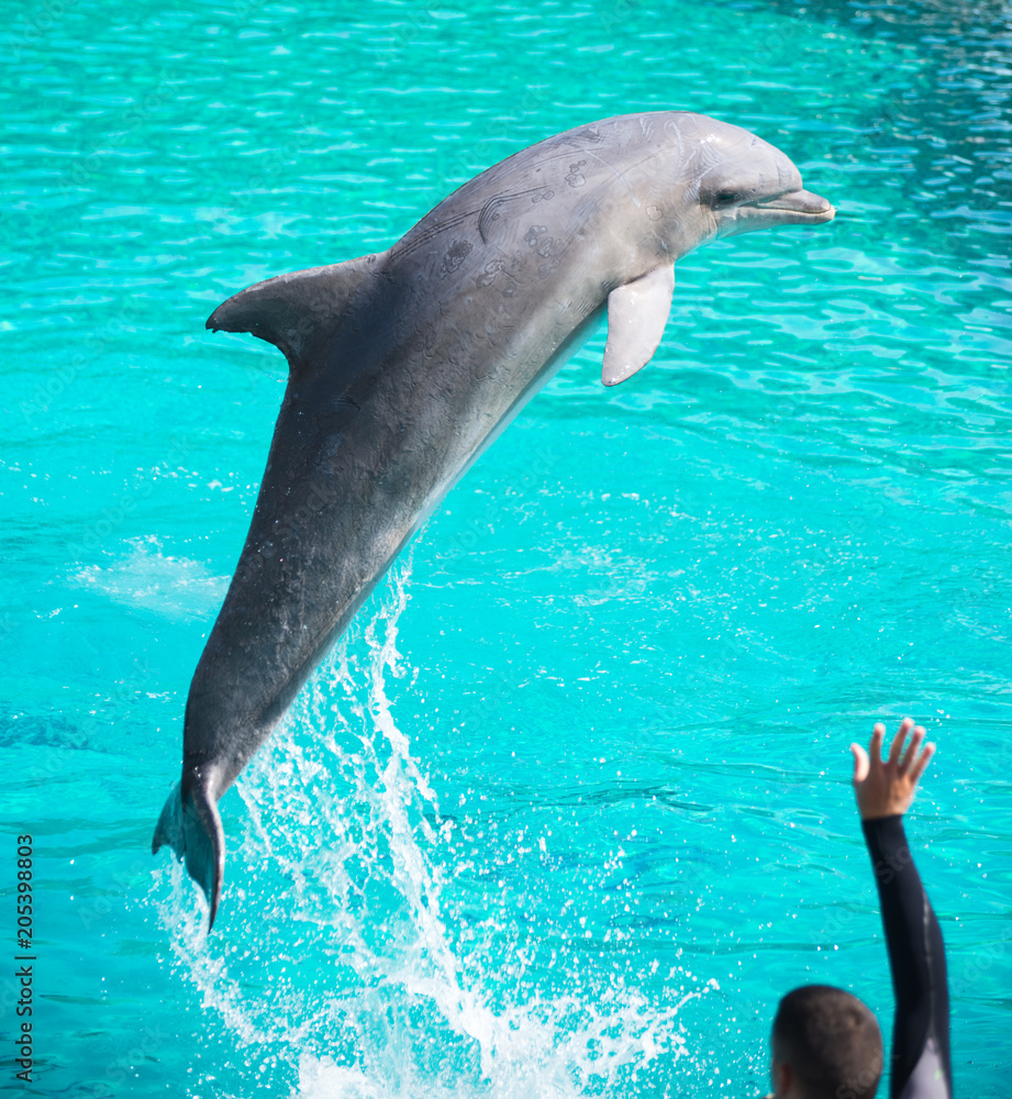 Obraz premium Dauphin Planète sauvage Nantes France