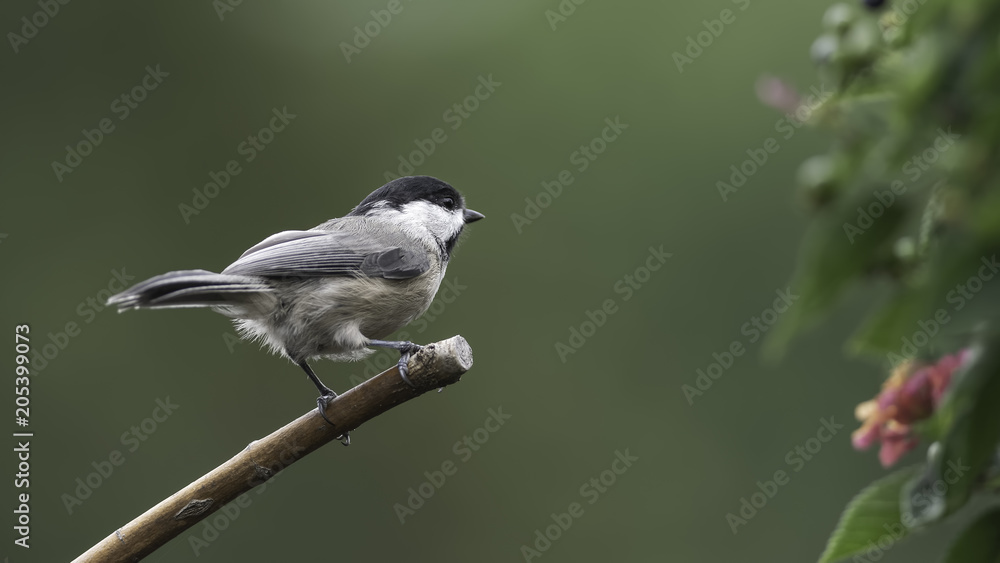 Chickadee with Lantana Chickadee with Lantana