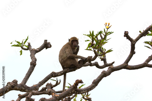 Monkeys sitting on branch, Asia, Thailand