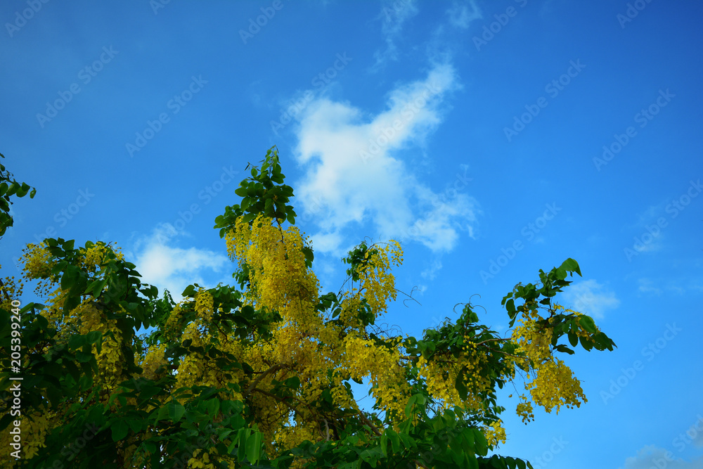 Obraz premium Cassia fistula tree and yellow blooming with blue sky and white clouds