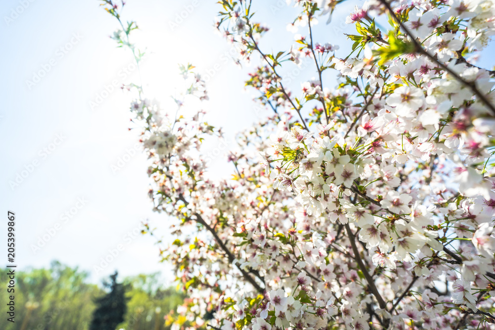 flower are blooming flower are blooming