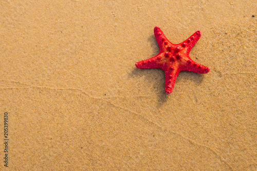 Sea star on a sandy beach
