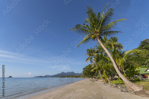 Beachside with coconut tree  Koh Chang  Thailand.