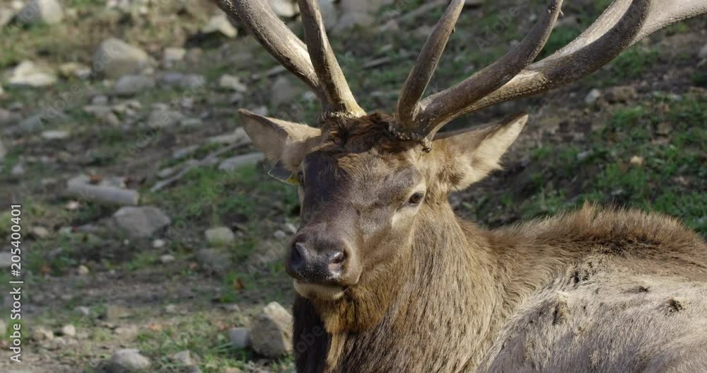 Male deer stares directly into camera - close up Male deer stares directly into camera - close up