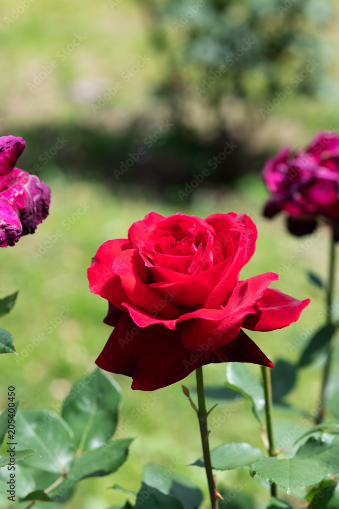赤いばら「シャルルマルラン」の花のアップ