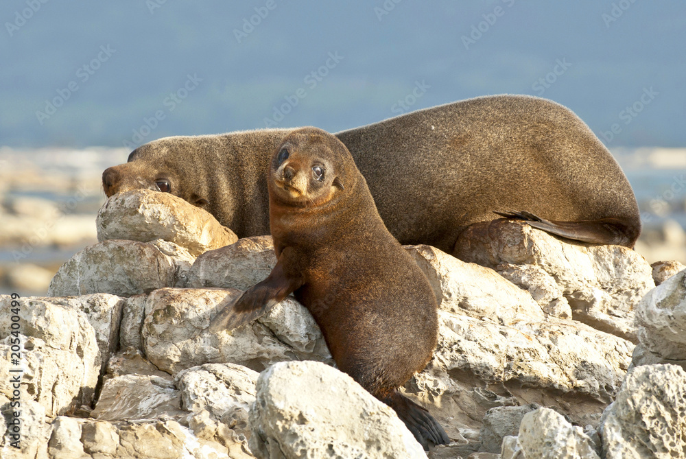 Fototapeta premium Mother and baby fur seals sleep on rocks in Kaikoura, New Zealand.