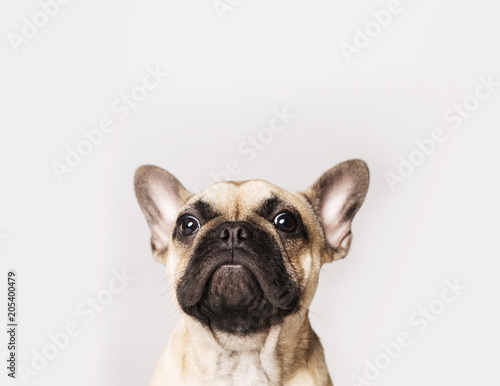 A portrait of a French bulldog puppy on a white or grey background