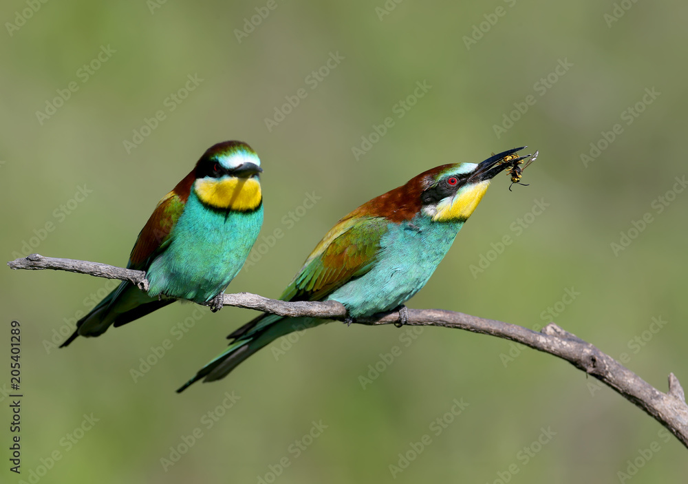 Two European bee-eaters sits on an inclined branch on a blurred green background in bright sunlight. One bird hold a bee in its beak