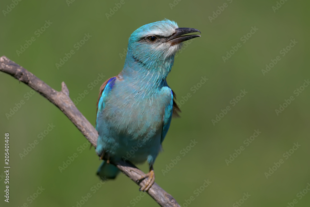 Close up photo european roller sits on a branch on blurred green back ground