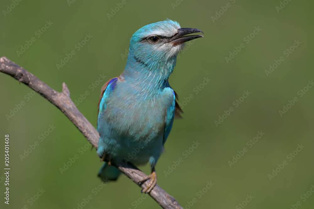Close up photo european roller sits on a branch on blurred green back ground Close up photo european roller sits on a branch on blurred green back ground
