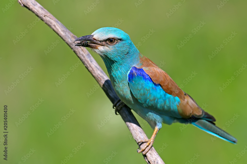 One European roller sits on a branch against nice green blurred background. Unusual close up and detailed photo One European roller sits on a branch against nice green blurred background. Unusual close up and detailed photo