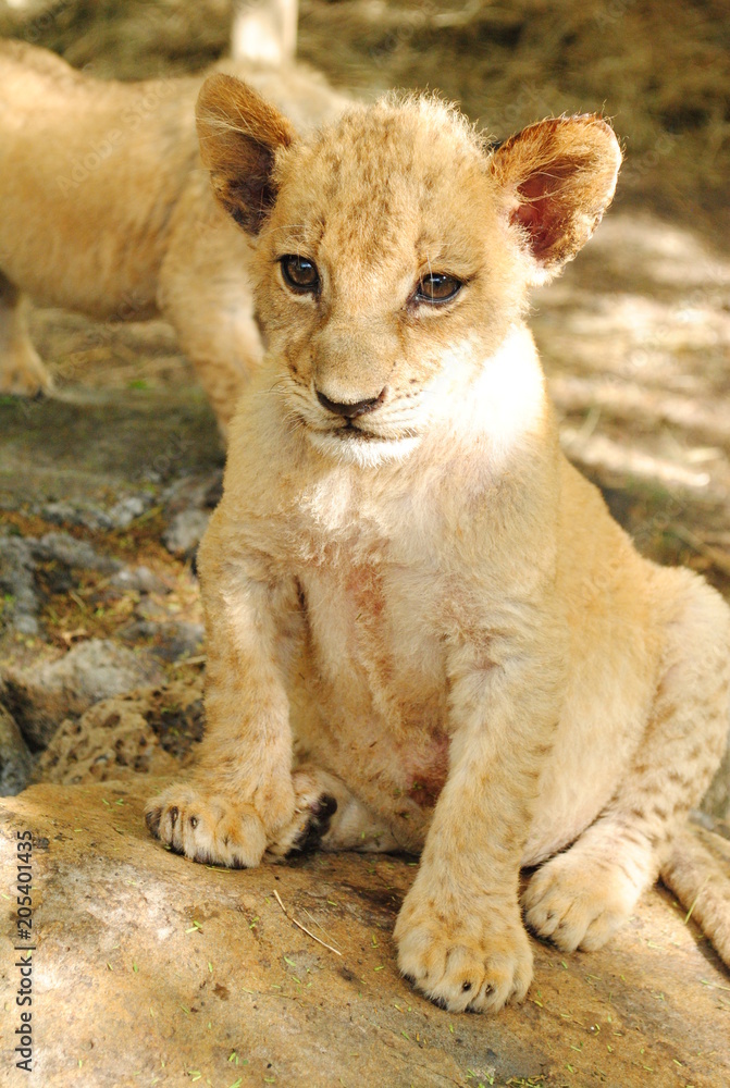 Obraz premium baby lion