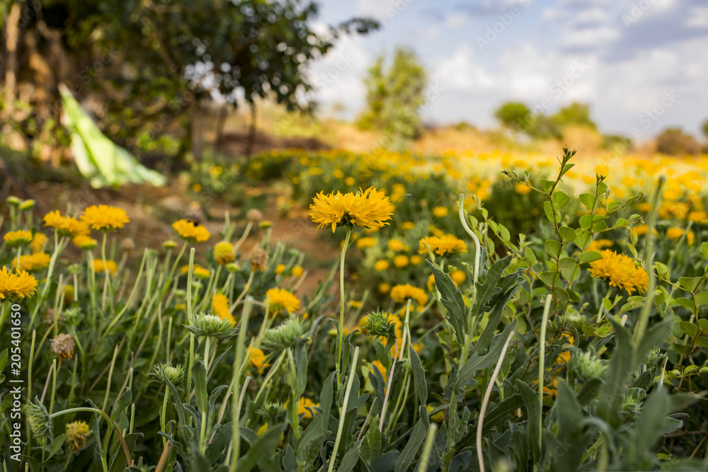 Obraz premium Beautiful Natural Yellow Flowers in The Garden