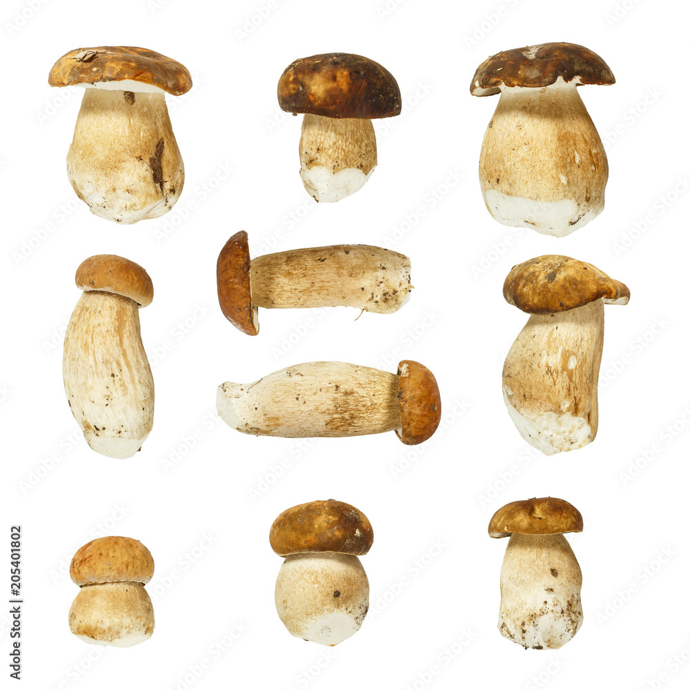Macro - Collection of Boletus edulis ( king bolete ) isolated on white background, (high resolution) Macro - Collection of Boletus edulis ( king bolete ) isolated on white background, (high resolution)