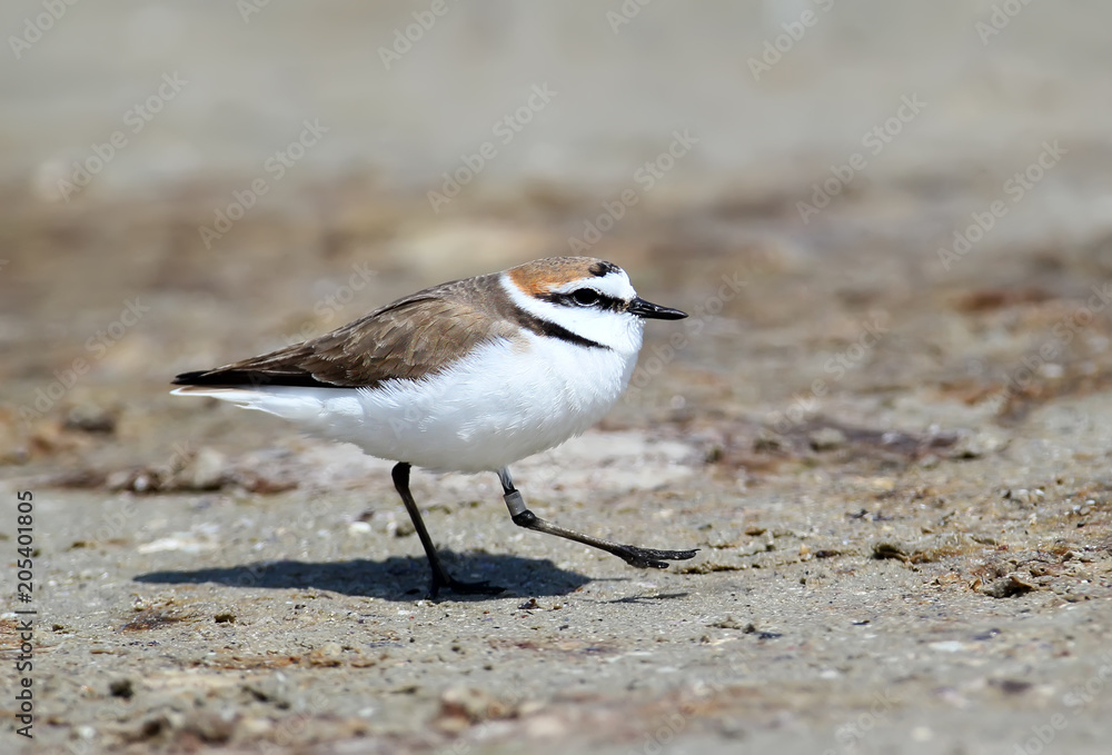 A male Kentish plover (Charadrius alexandrinus) with a ring on his paw runs along the sand on a bright sunny day A male Kentish plover (Charadrius alexandrinus) with a ring on his paw runs along the sand on a bright sunny day